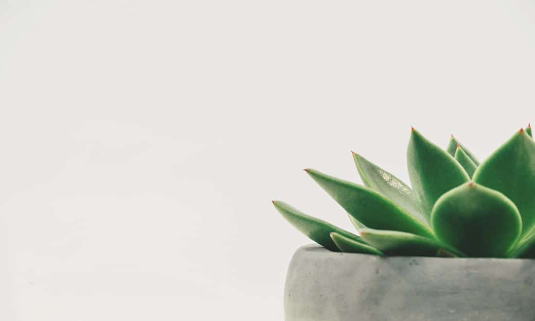 Green plant in grey pot. Header for Single Ingredient Groceries.