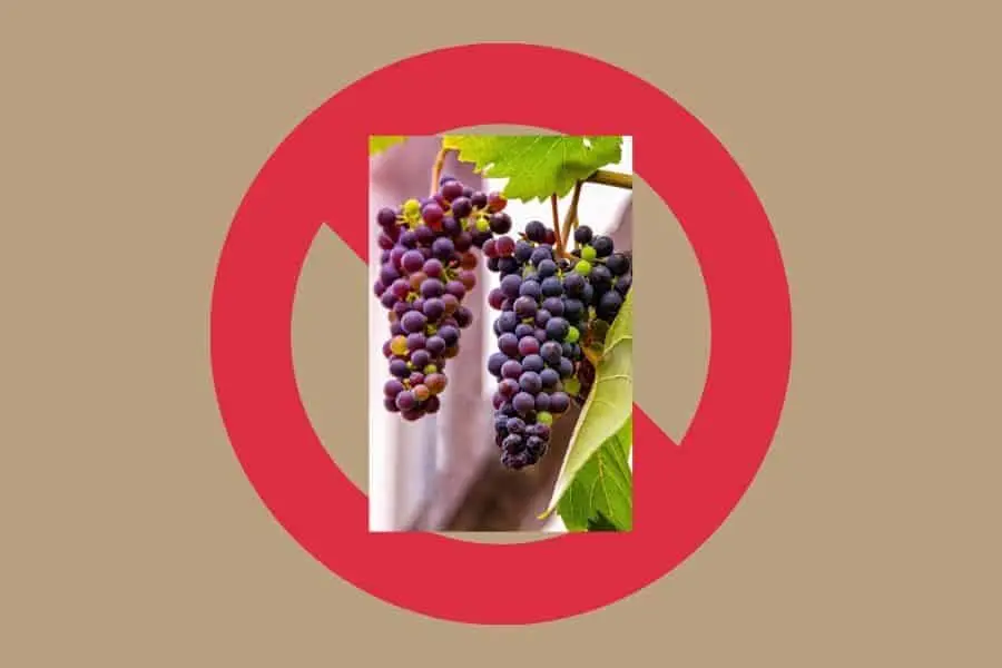 Purple Grapes superimposed over Red "No" symbol indicating "no grapes"