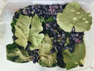 Red grapes with green grape leaves.