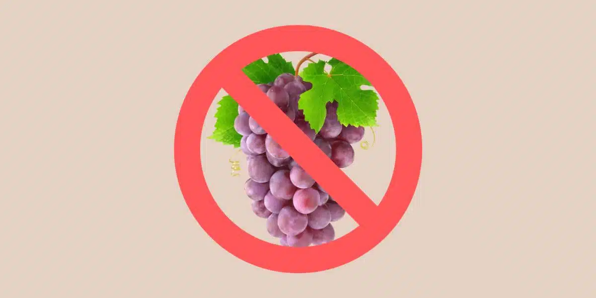 photo of purple grapes and green grape leaves covered with red prohibited symbol for single ingredient groceries blog post about grape allergy
