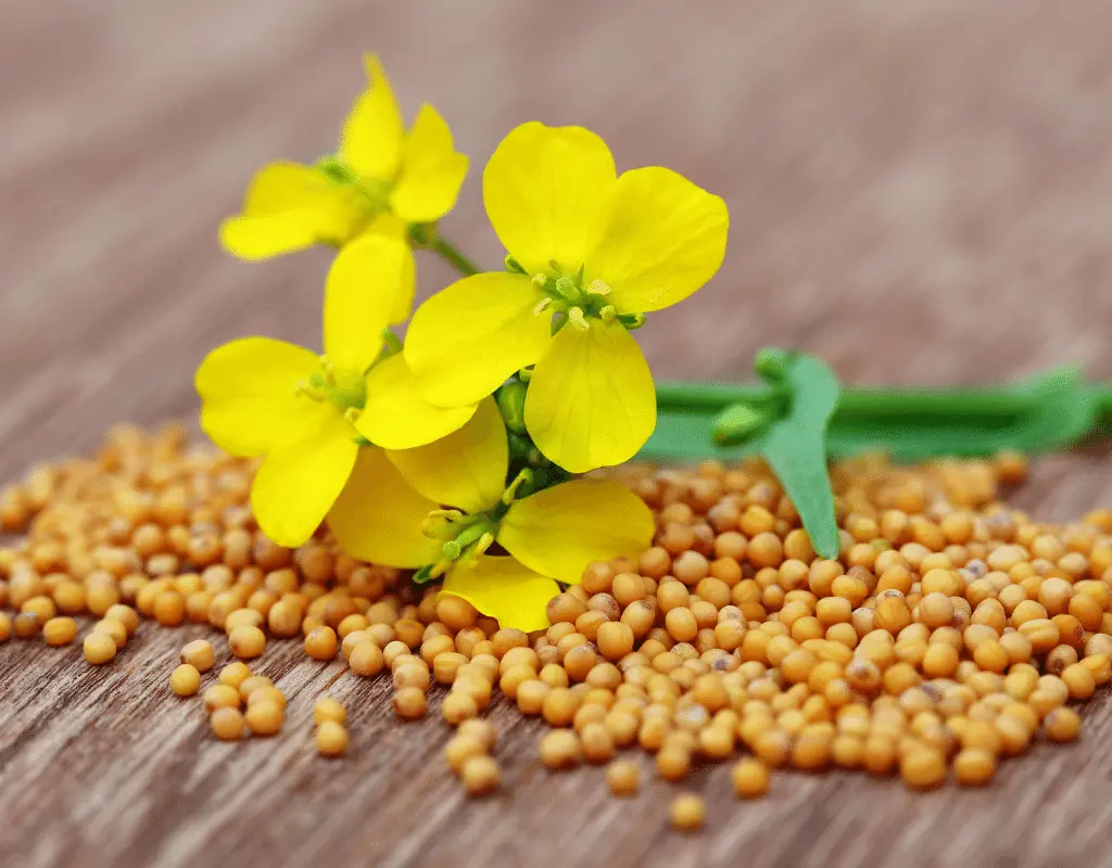 mustard seeds and mustard flower on wooden table