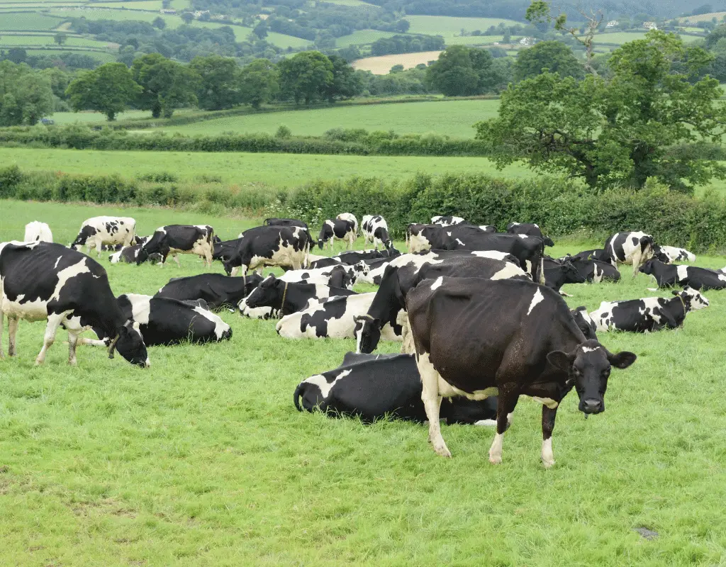 green field with black and white cows