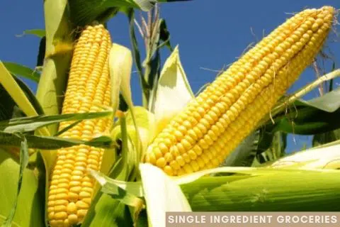 Photograph of two ears of corn growing on corn stalks with yellow corn, green husks and blue sky for Single Ingredient Groceries. 